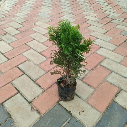 Buy Mor Pankhi / Thuja in 4 Inch Nursery Bag Online | Urvann.com