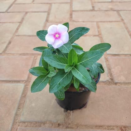 Buy Periwinkle / Sadabahar / Vinca Light Pink in 4 Inch Plastic Pot  Online | Urvann.com