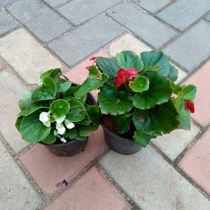 Buy Set of 2 - Begonia (Red & White) in 4 Inch Plastic Pot Online | Urvann.com