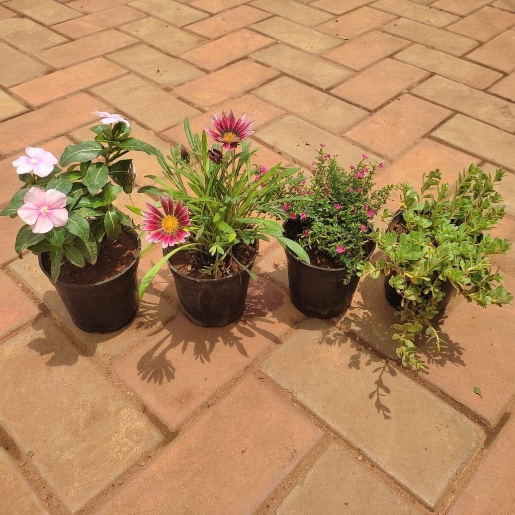 Set Of 4 - Flowering Combo (Moss Rose, Cuphea, Vinca & Gazania) (Any Colour) in 5 Inch Nursery Pot