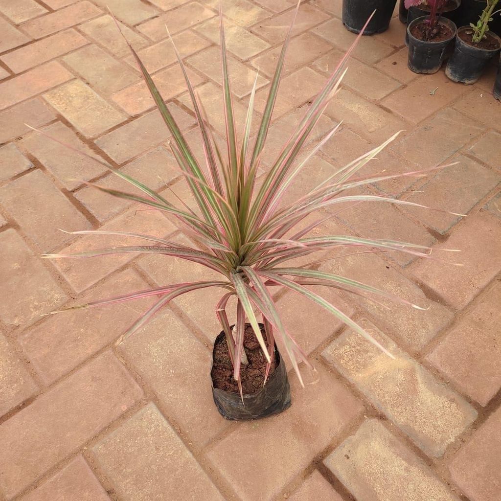 Buy Dracaena - Augustifolia in 4 Inch Nursery Bag Online | Urvann.com Dracaena - Augustifolia in 4 Inch Nursery Bag