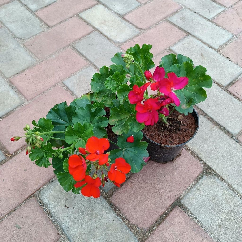 Buy Set of 2 - Geranium (Pink & Red) in 4 Inch Plastic Pot Online | Urvann.com Set of 2 - Geranium (Pink & Red) in 4 Inch Nursery Pot