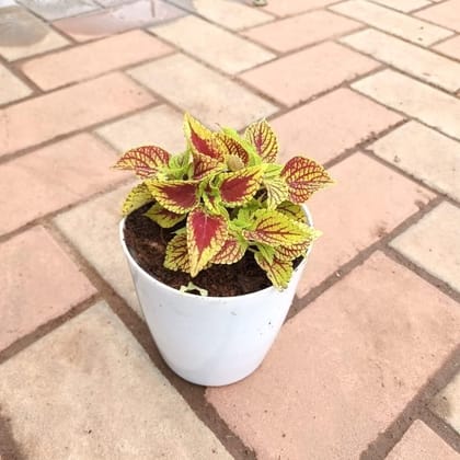 Coleus Red & Green in 5 Inch Nursery Pot