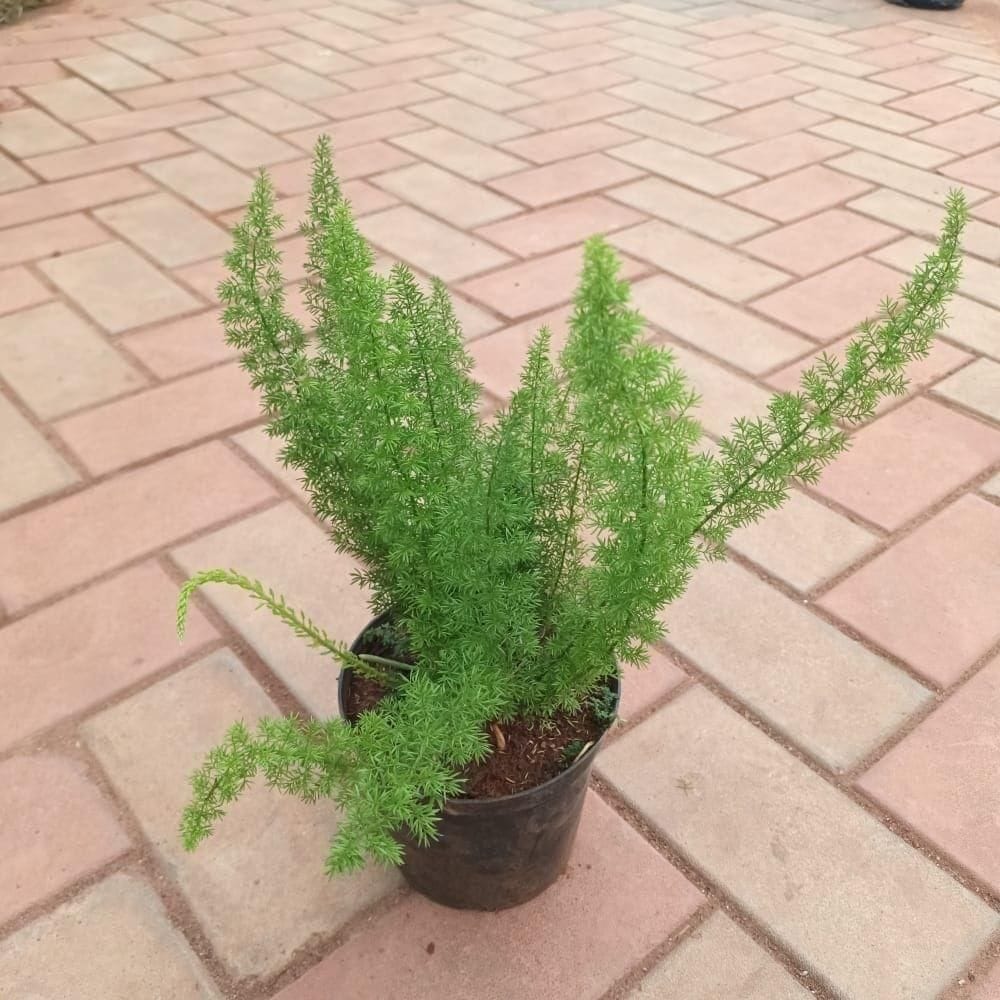 Buy Mayuri Plant / Spara Grass in 4 Inch Plastic Pot Online | Urvann.com Mayuri Plant / Spara Grass in 4 Inch Nursery Pot