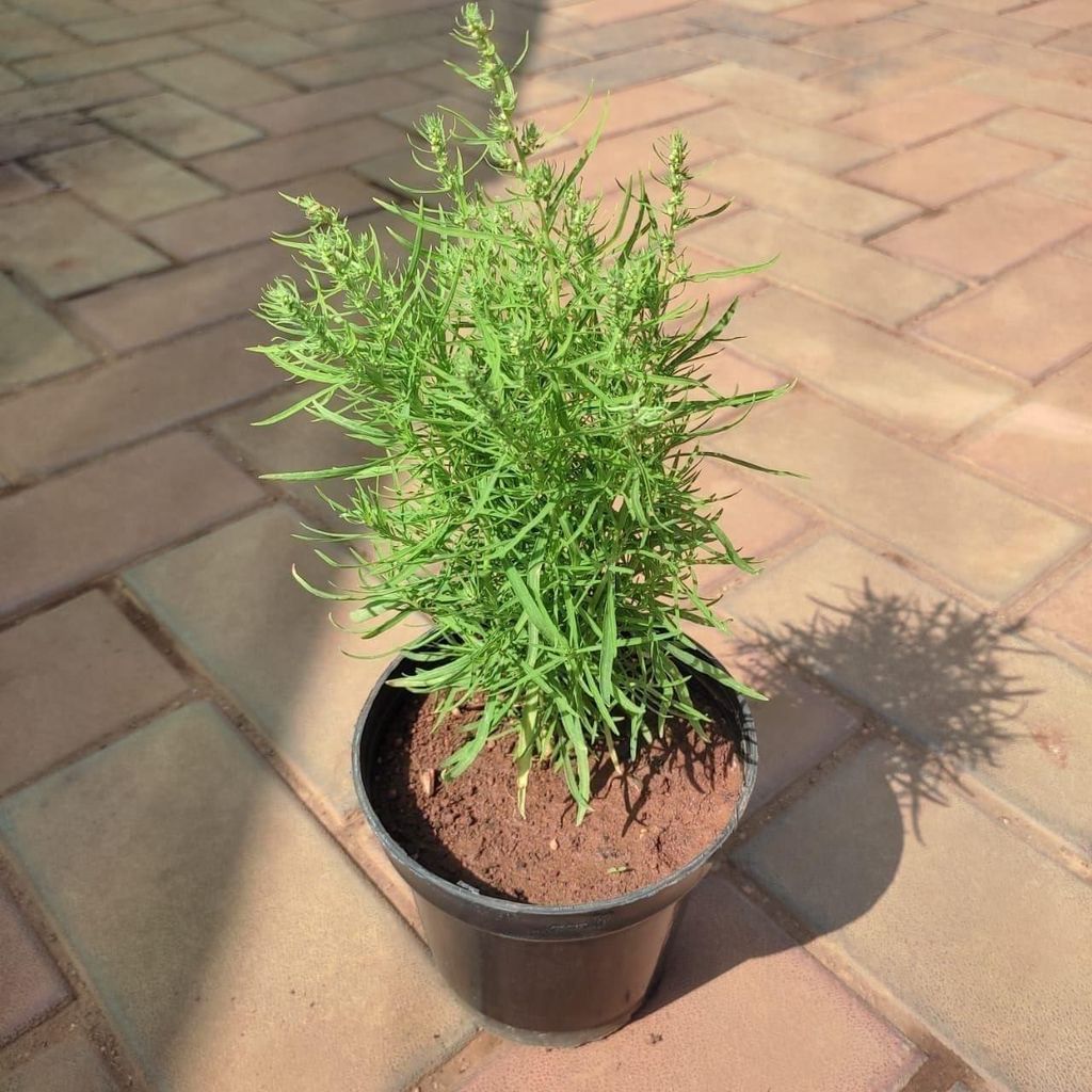 Buy Bassia Scoparia in 4 Inch Plastic Pot Online | Urvann.com Bassia Scoparia in 4 Inch Nursery Pot