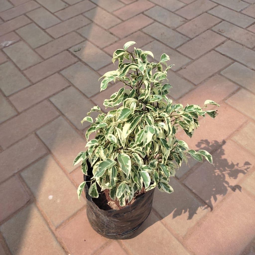 Ficus Starlight in 8 Inch Nursery bag