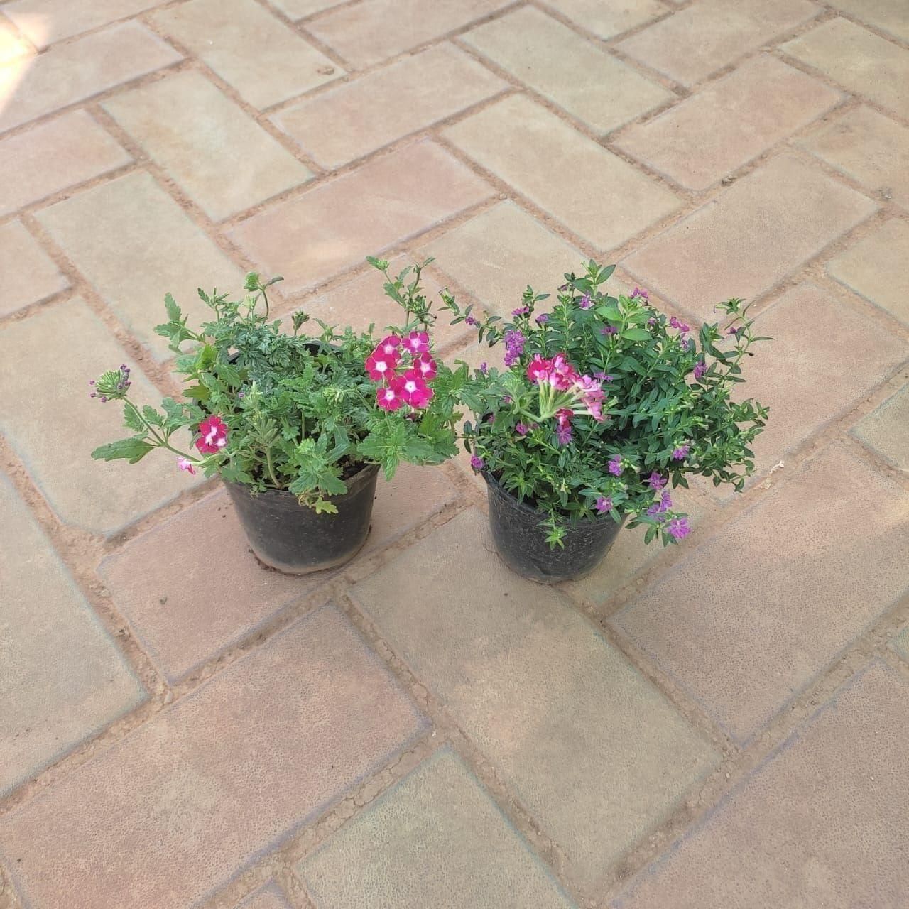 Set Of 2 - Verbena (any colour) in 4 Inch Nursery Pot