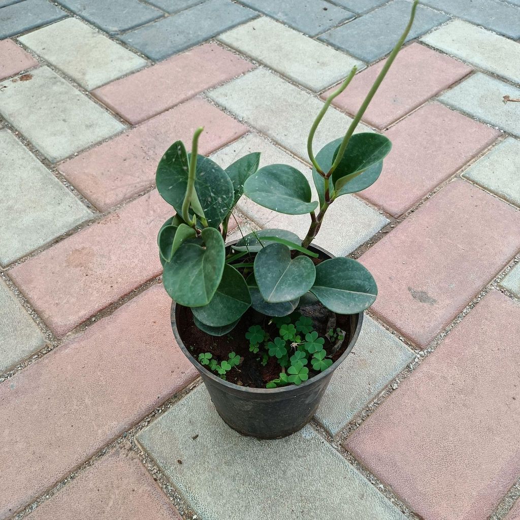 Buy Pepromia Green in 4 Inch Plastic Pot Online | Urvann.com Peperomia / Radiator Plant Green in 4 Inch Nursery Pot