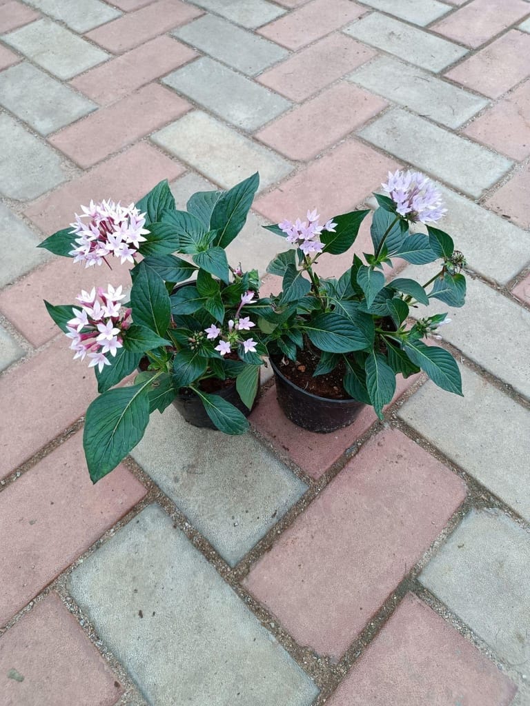 Set of 2 - Pentas (Pink & Purple) in 4 Inch Nursery Pot