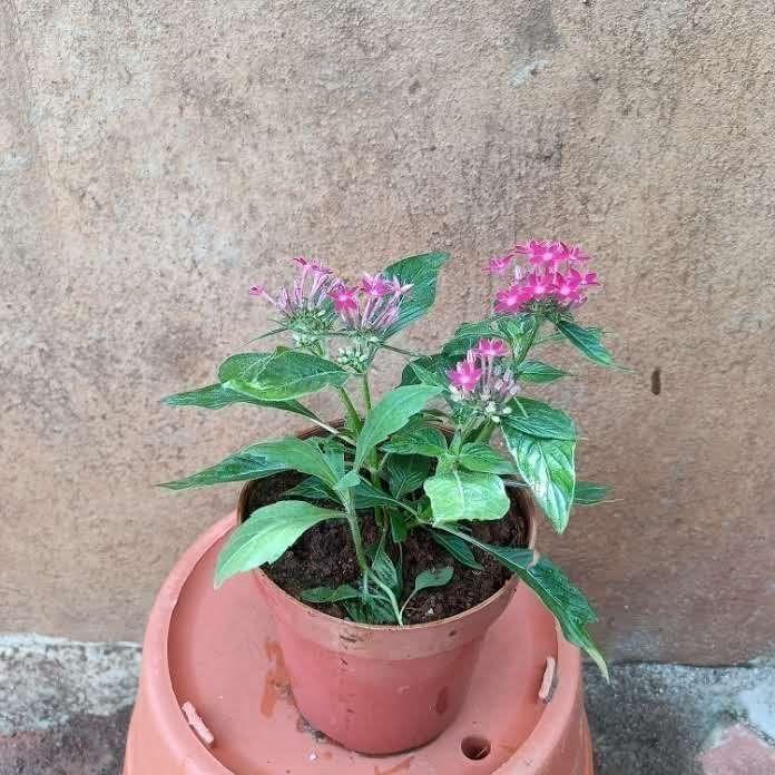 Buy Pentas Red in 5 Inch Plastic Pot Online | Urvann.com Pentas Any colour in 5 Inch Nursery Pot