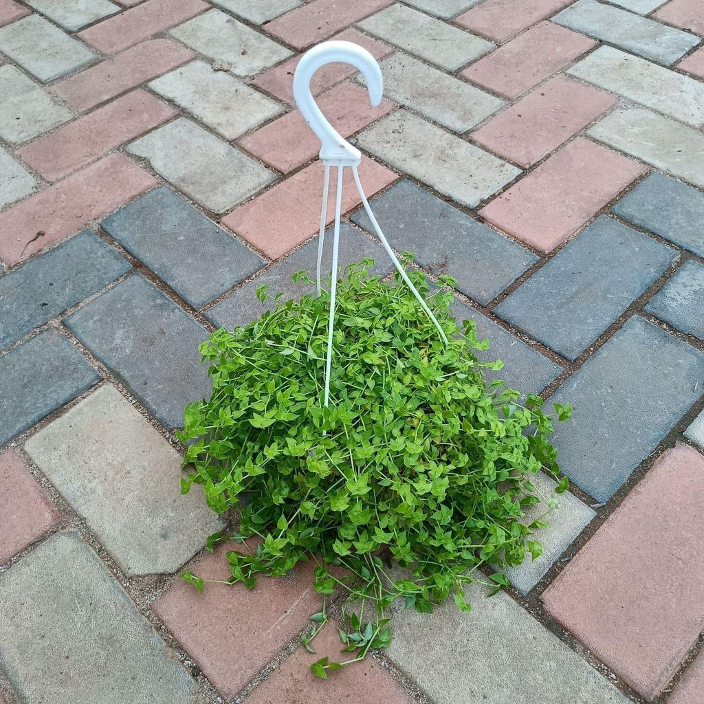 Buy Dwarf Turtle Vine in 8 Inch Hanging Basket Online | Urvann.com Dwarf Turtle Vine in 8 Inch Hanging Basket