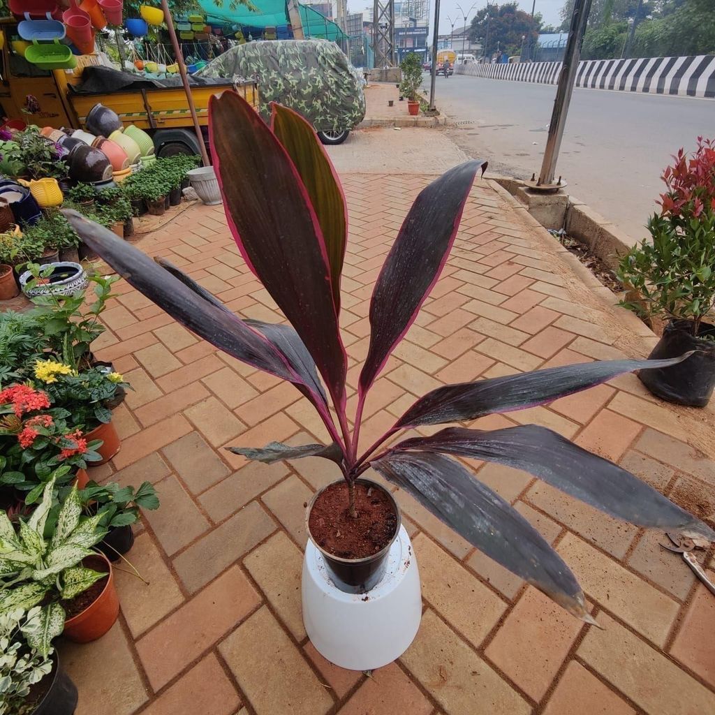 Buy Dracaena Red (~ 1.5 ft) in 6 Inch Plastic Pot Online | Urvann.com Dracaena Red (~ 1.5 ft) in 6 Inch Nursery Pot