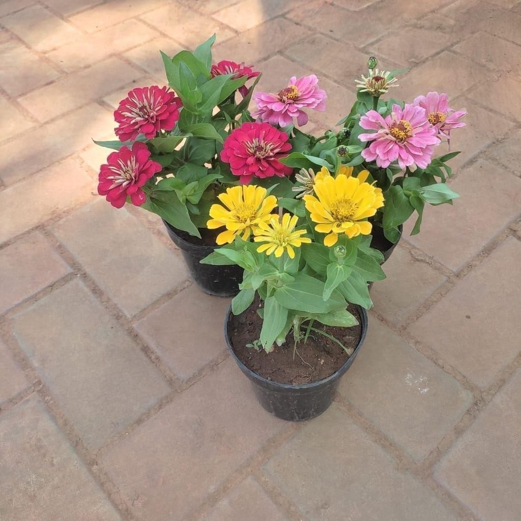 Buy Set Of 3 - Zinnia ( Any Colour) in 4 Inch Plastic Pot Online | Urvann.com Set Of 3 - Zinnia ( Any Colour) in 4 Inch Nursery Pot