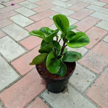 Buy Pepromia Variegated in 5 Inch Plastic Pot Online | Urvann.com