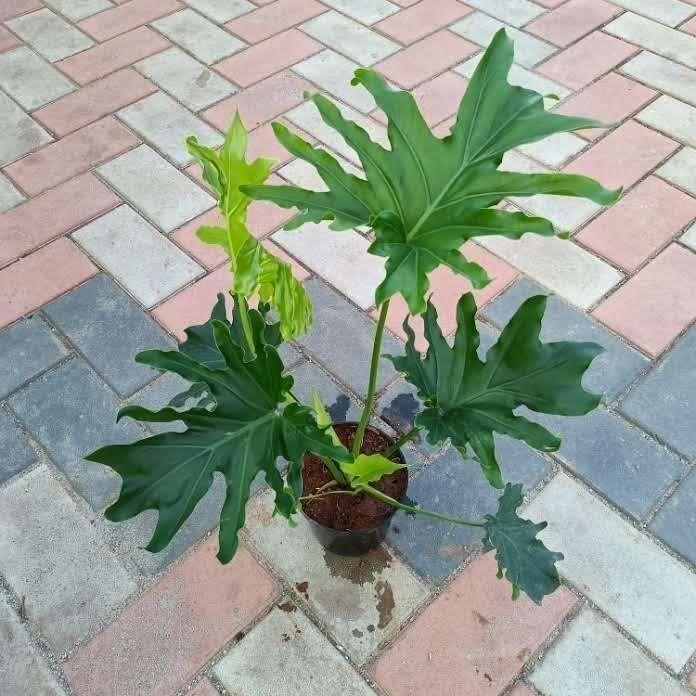 Buy Ruffle / Fan Palm in 10 Inch Plastic Pot Online | Urvann.com Ruffle / Fan Palm in 10 Inch Nursery Pot