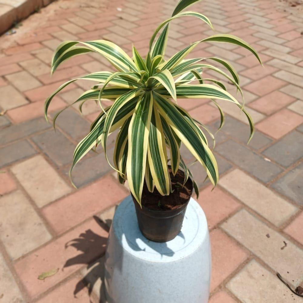 Buy Song of India in 4 Inch Plastic Pot Online | Urvann.com Song of India in 4 Inch Nursery Pot