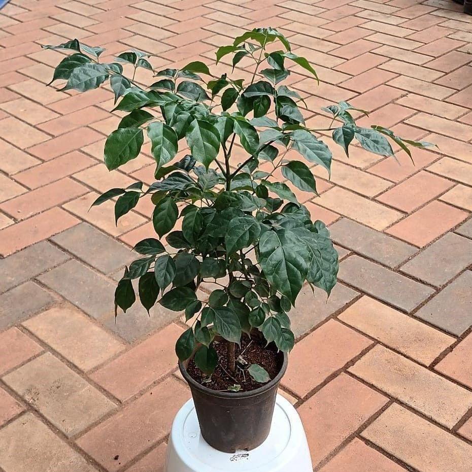 Buy Radermachera / Chinese Doll (~ 1.5 ft) in 6 Inch Plastic Pot Online | Urvann.com Radermachera / Chinese Doll (~ 1.5 ft) in 6 Inch Nursery Pot