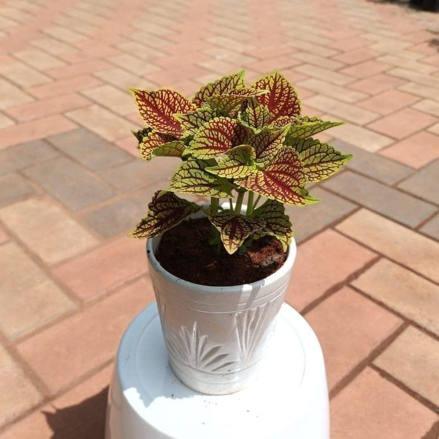 Coleus (any colour) in 6 Inch White Elegant Ceramic Pot