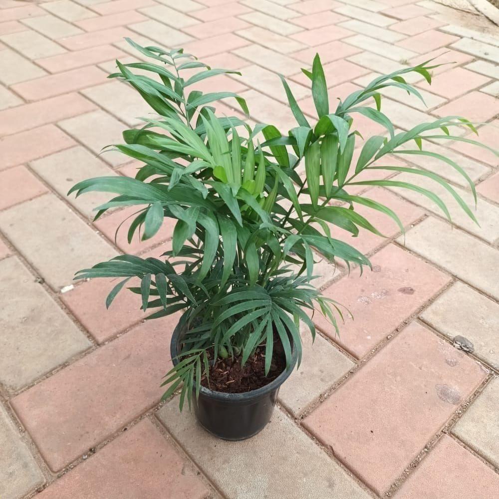 Chameadorea Palm in 4 Inch Nursery Pot Chameadorea Palm in 4 Inch Nursery Pot