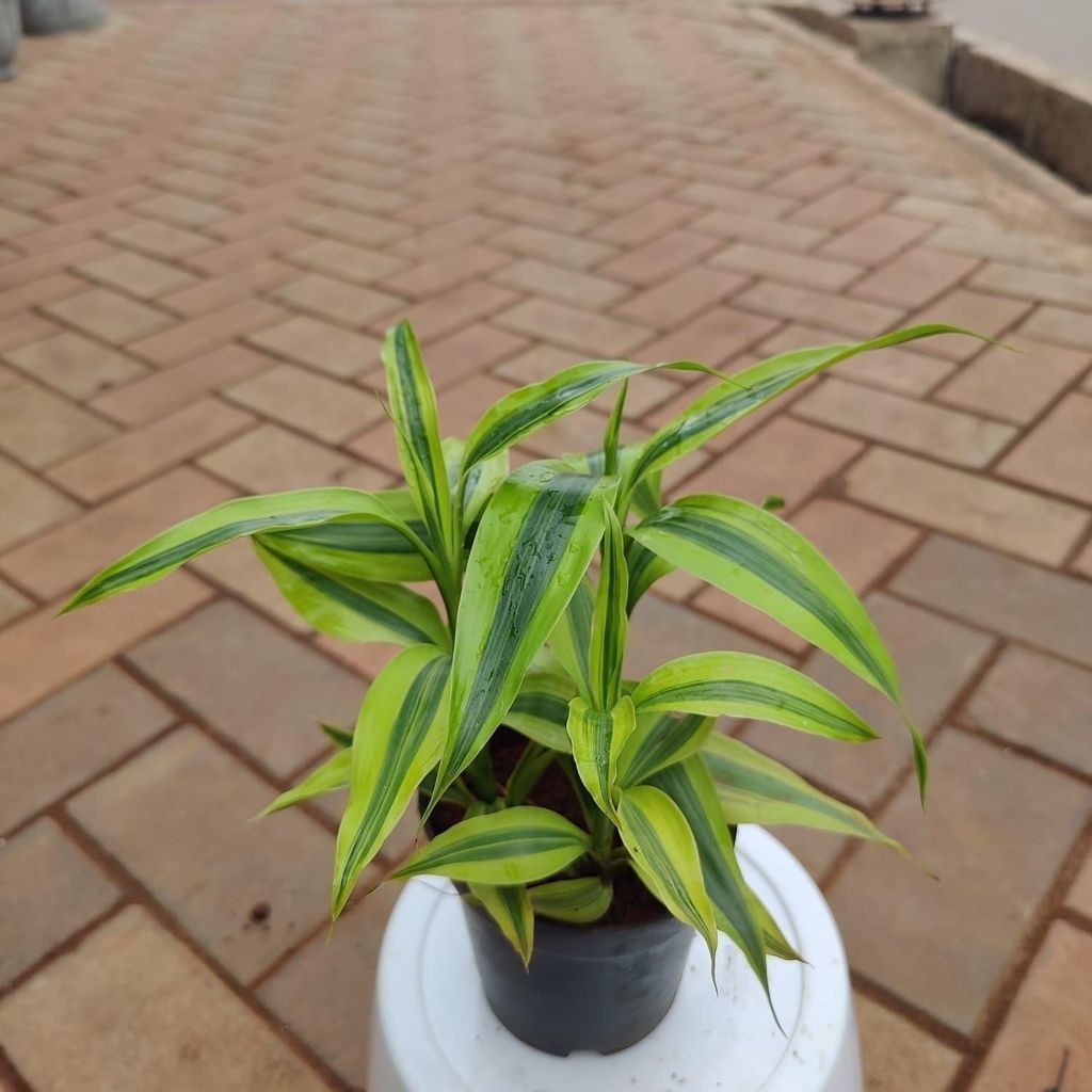 Soil Bamboo in 4 Inch Nursery Pot