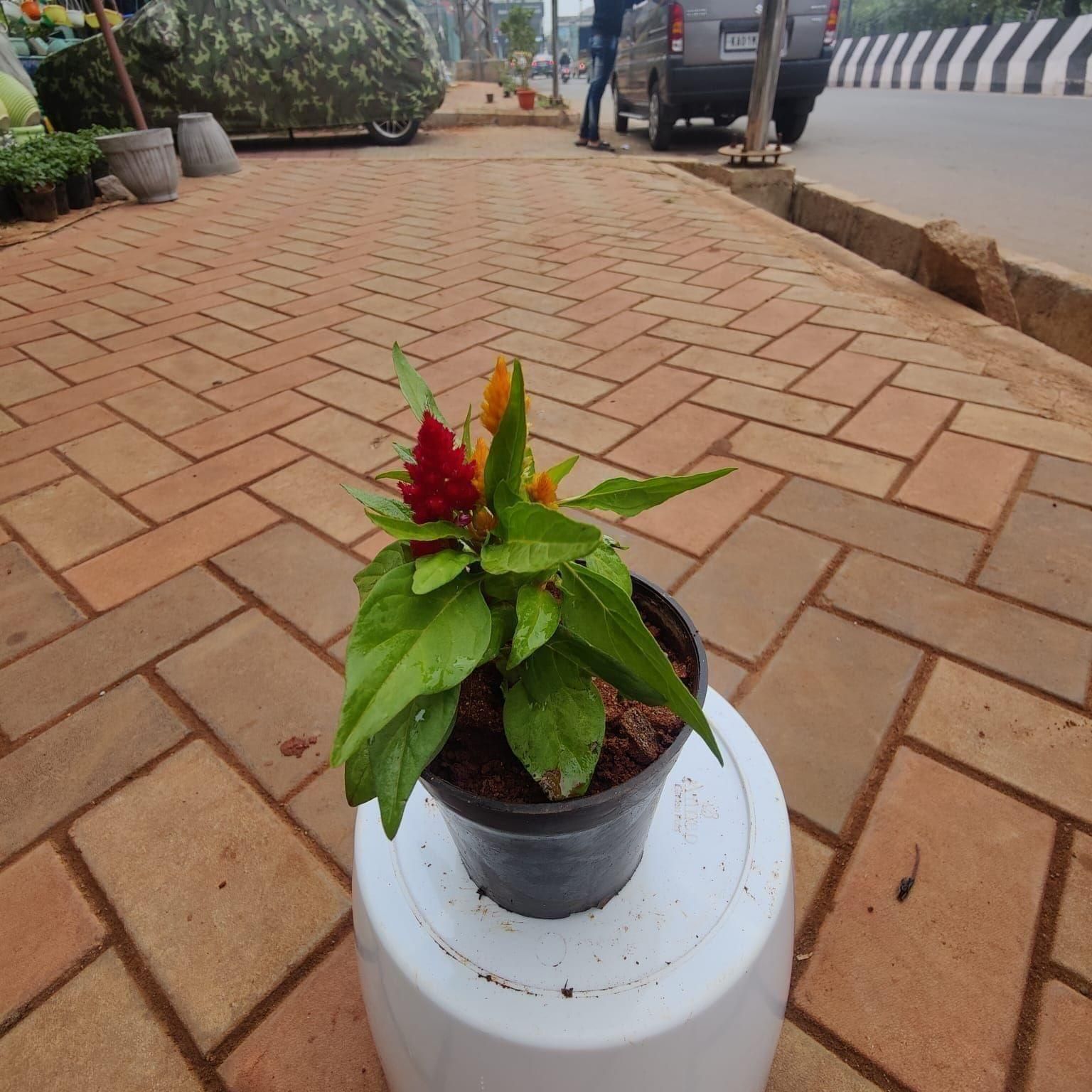 Celosia / Cockscomb (any colour) in 4 Inch Nursery Pot