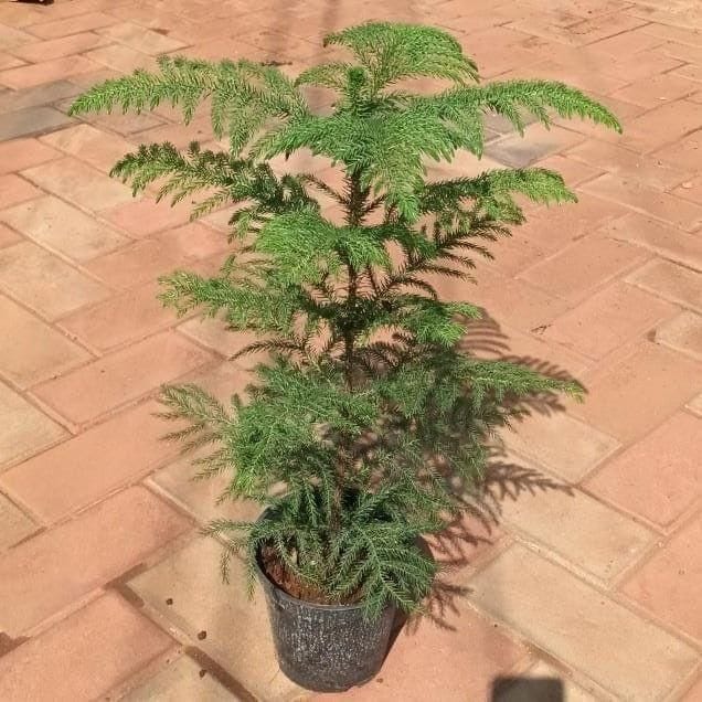 Buy Araucaria / Christmas Tree (~ 1.5 ft) in 4 Inch Plastic Pot Online | Urvann.com Araucaria / Christmas Tree (~ 1.5 ft) in 4 Inch Nursery Pot