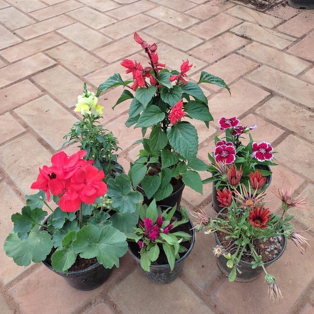 Flowering Combo - Set of 6 - Dog Flower, Salvia, Dianthus, Cockscomb, Balsam & Gazania) (any colour) in 5 Inch Nursery Pot