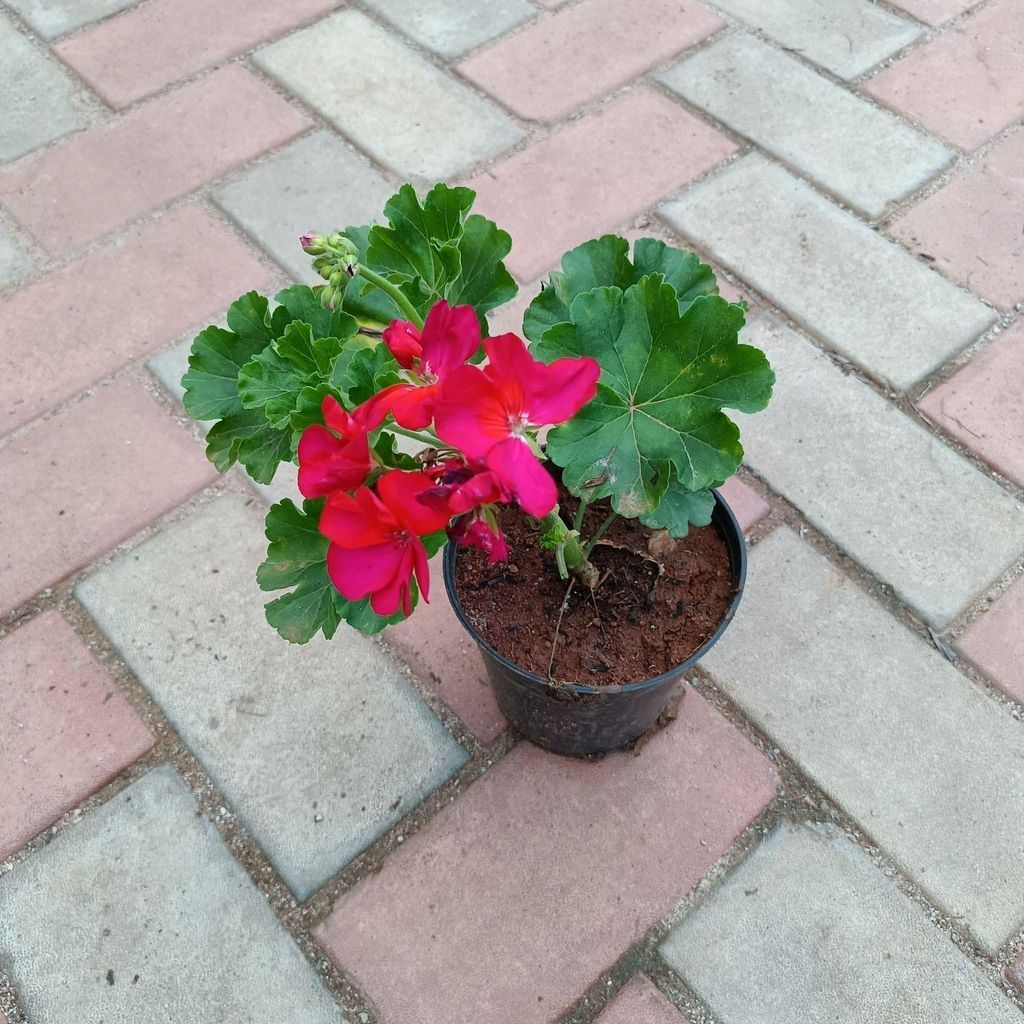 Buy Geranium Pink in 4 Inch Plastic Pot Online | Urvann.com Geranium Pink in 4 Inch Nursery Pot