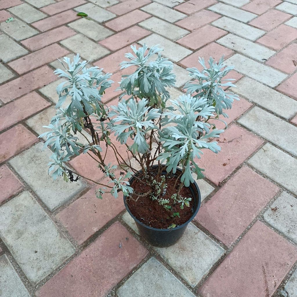 Buy Lavender in 6 Inch Plastic Pot Online | Urvann.com Lavender in 6 Inch Nursery Pot