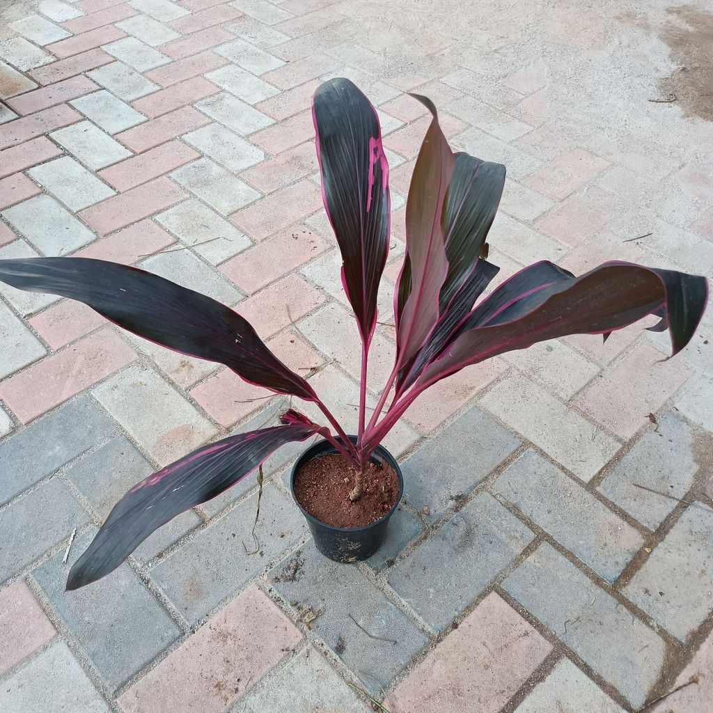 Buy Dracaena Rosy in 6 Inch Plastic Pot Online | Urvann.com Dracaena Rosy in 6 Inch Nursery Pot