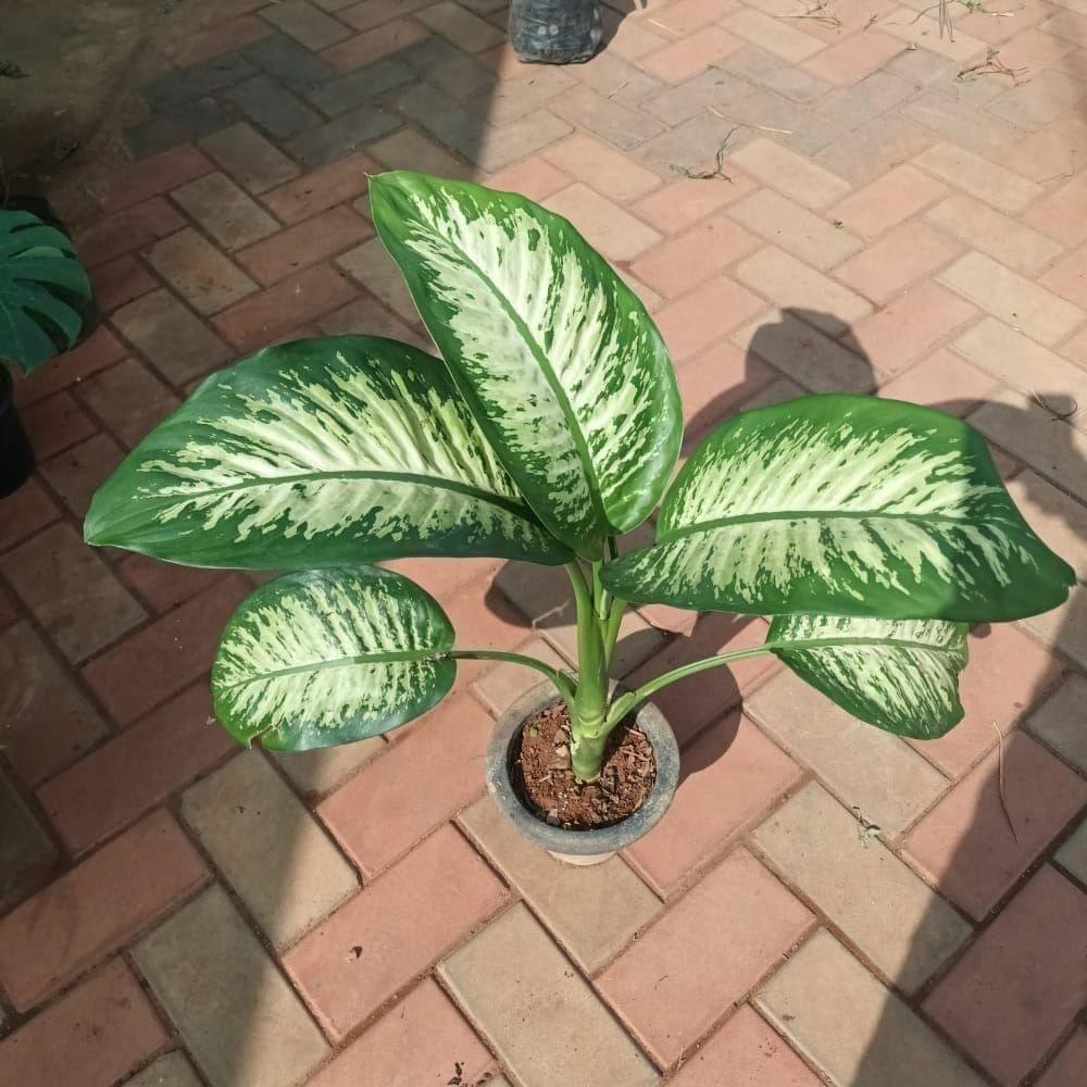 Dieffenbachia White in 8 Inch Nursery Pot Dieffenbachia White in 8 Inch Nursery Pot
