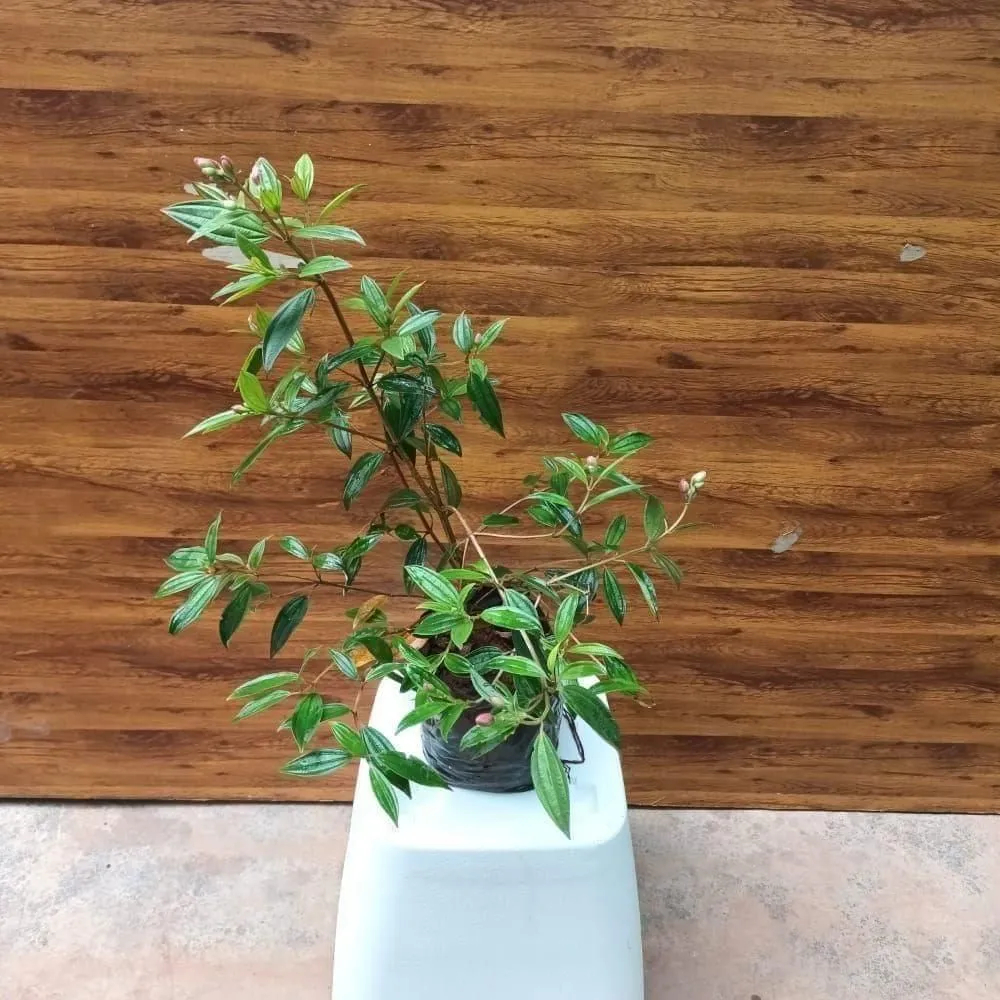 Melastoma Malabathricum (any colour) in 4 Inch Nursery Bag