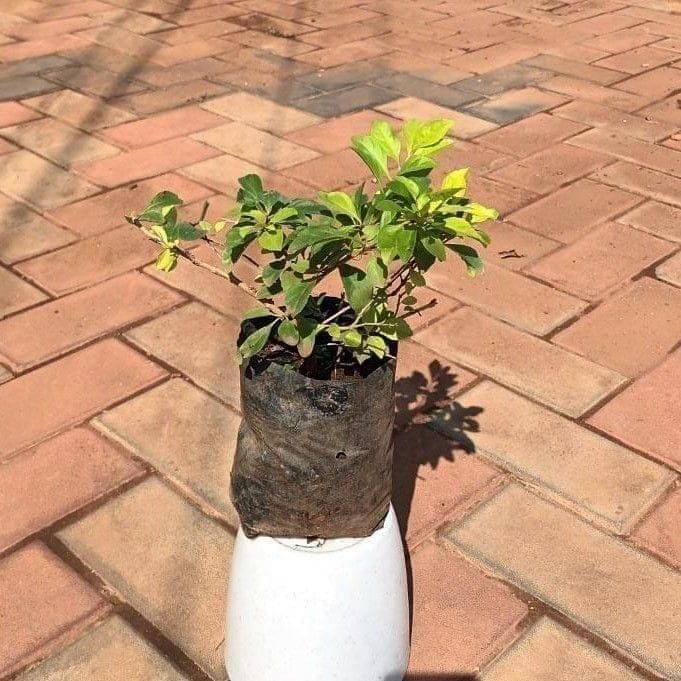 Duranta in 4 Inch Nursery Bag