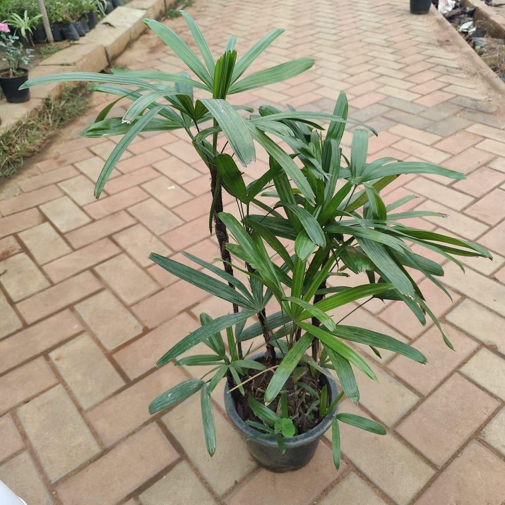 Buy Raphis Palm in 6 Inch Plastic Pot Online | Urvann.com Raphis Palm in 6 Inch Nursery Pot