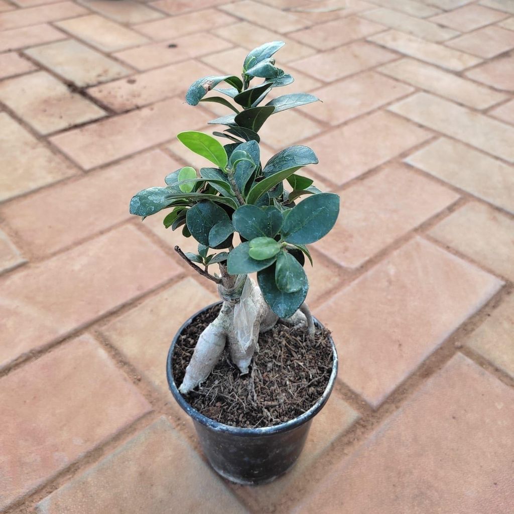 Ficus Bonsai in 4 Inch Nursery Pot