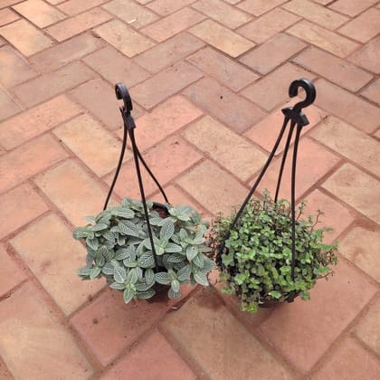 Buy Set of 2  - (Fittonia / Nerve Plant & Turtle Vine) in 6 Inch Hanging Basket (any colour) Online | Urvann.com
