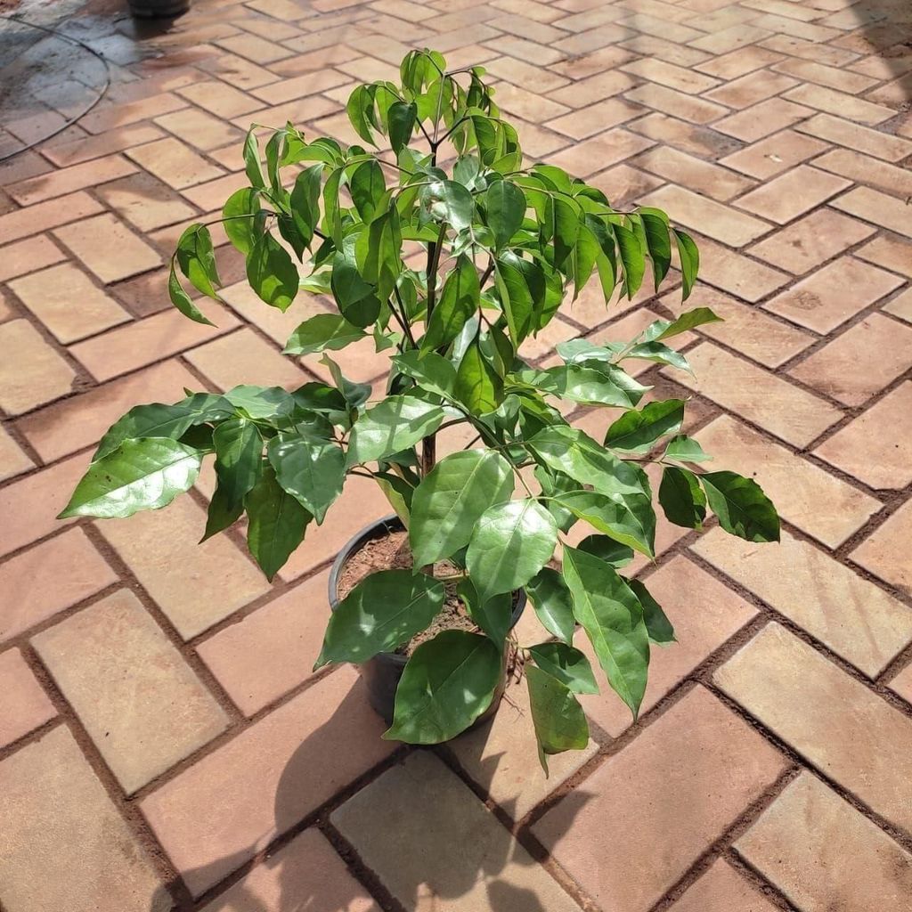 Radermachera / China Doll (~ 1.5 Ft) in 6 Inch Nursery Pot Radermachera / China Doll (~ 1.5 Ft) in 6 Inch Nursery Pot