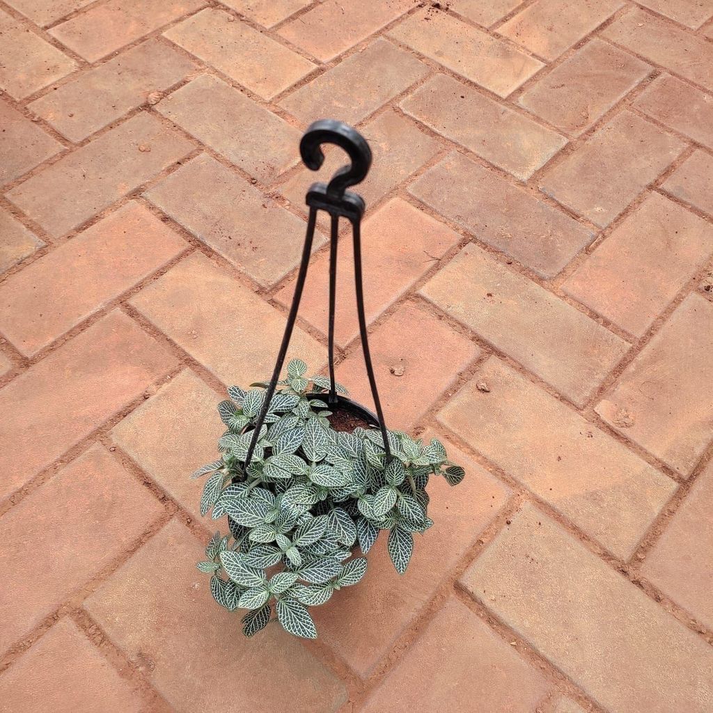 Buy Fittonia / Nerve Plant Green in 5 Inch Black Hanging Basket Online | Urvann.com Fittonia / Nerve Plant Green in 5 Inch Black Hanging Basket