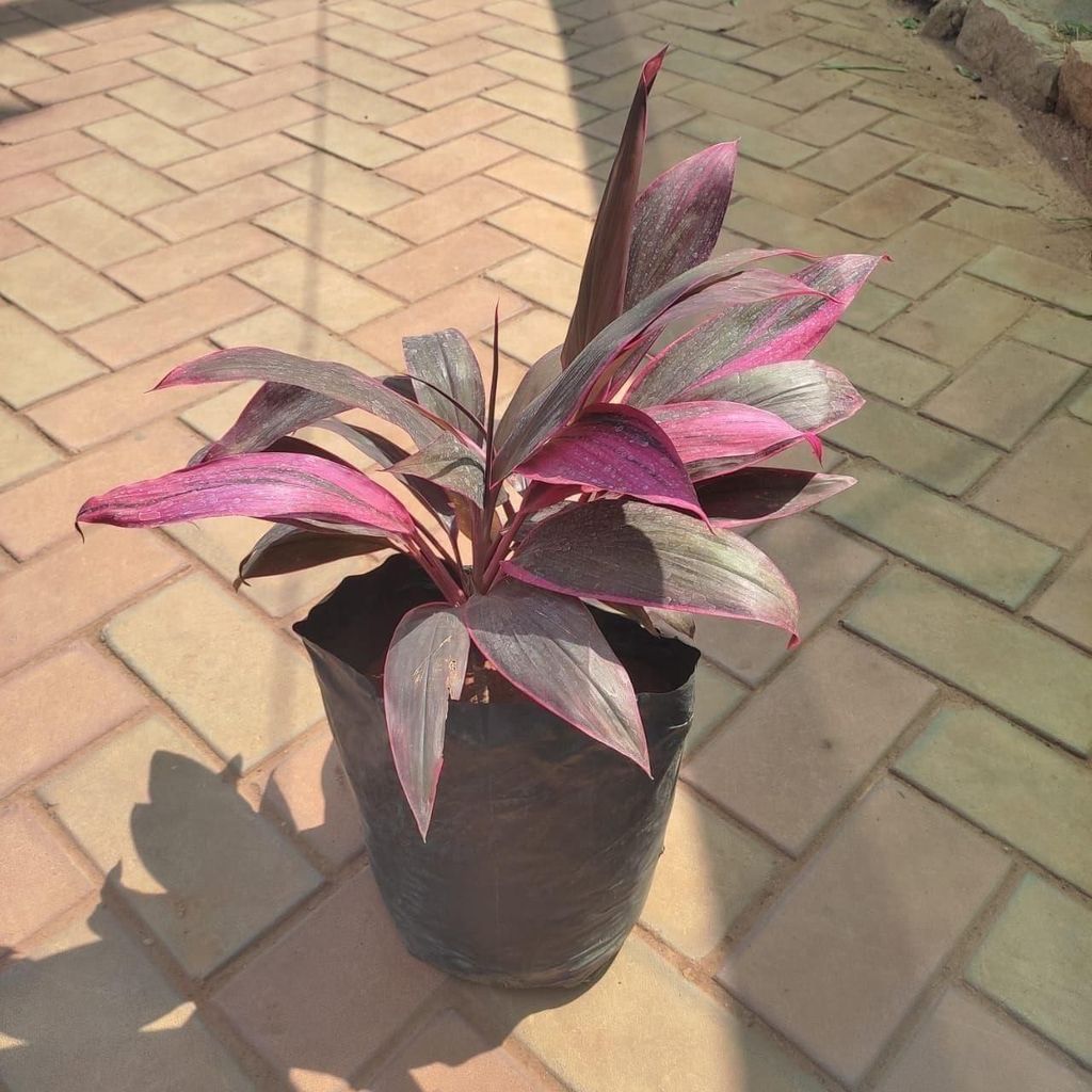 Buy Dracaena Ruby / Kedarnath in 8 Inch Nursery Bag Online | Urvann.com Dracaena Ruby / Kedarnath in 8 Inch Nursery Bag