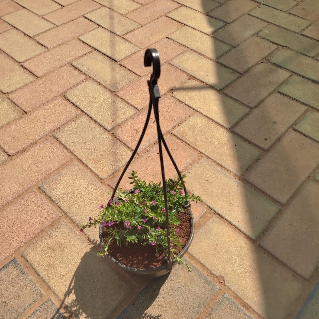 Cuphea / False Heather (any colour) in 5 Inch Black Hanging Basket