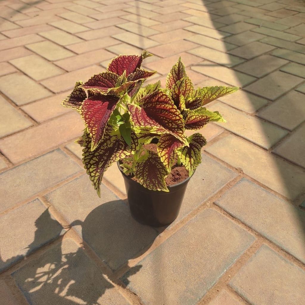 Coleus (Any Colour & Design) in 5 Inch Nursery Pot