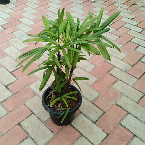 Raphis Palm ~ 1.5 ft in 8 Inch Nursery Pot