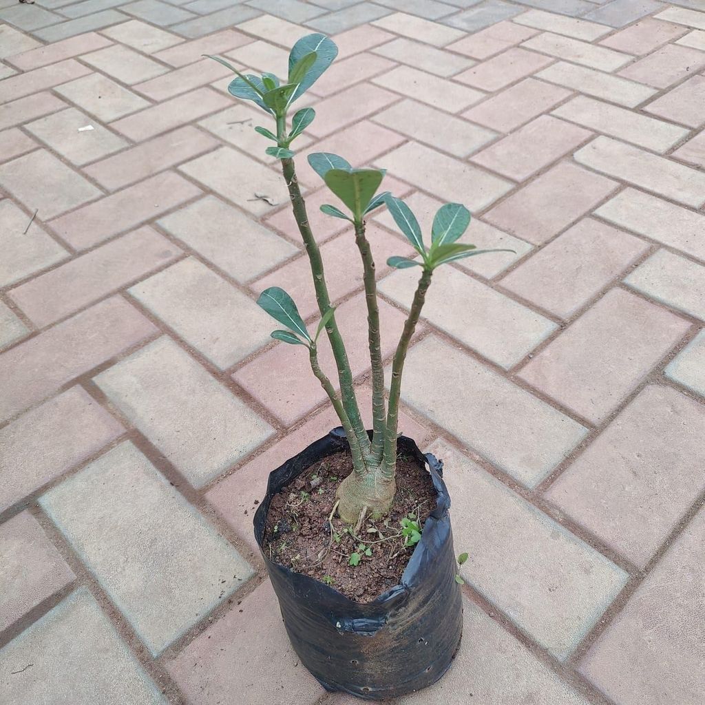 Buy Adenium (any colour) in 6 Inch Nursery Bag Online | Urvann.com Adenium (any colour) in 6 Inch Nursery Bag