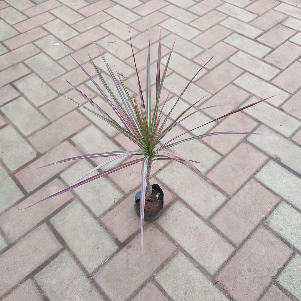 Buy Dracaena Margriata (Kolaram ) in 4 Inch Nursery Bag Online | Urvann.com Dracaena Margriata (Kolaram ) in 4 Inch Nursery Bag