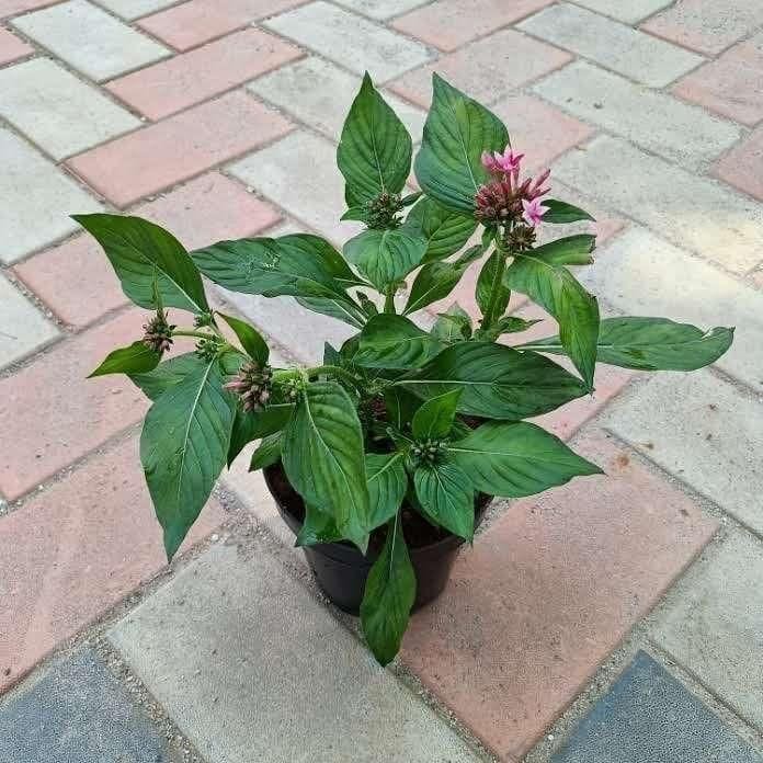 Pentas Pink in 4 Inch Nursery Pot