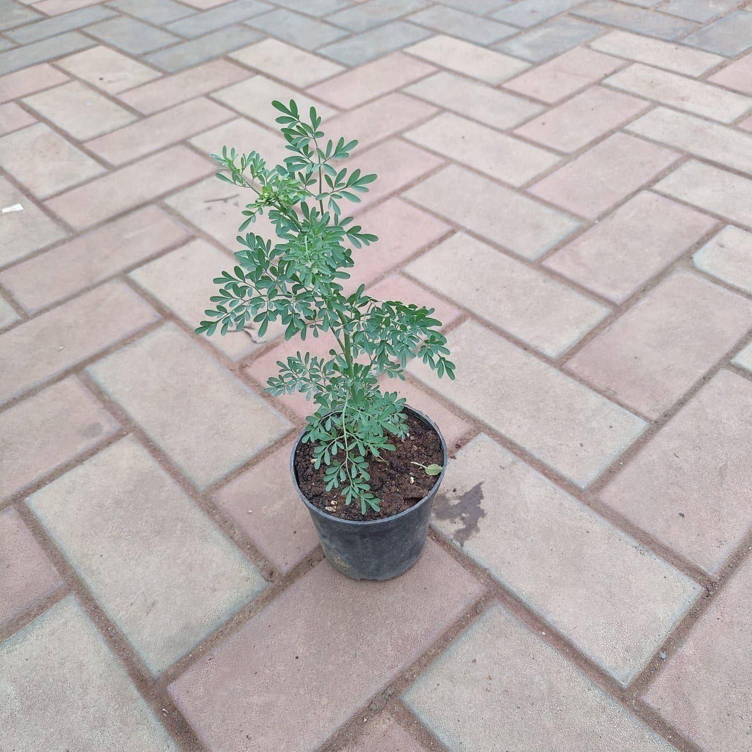 Nagdadi in 5 Inch Nursery Pot