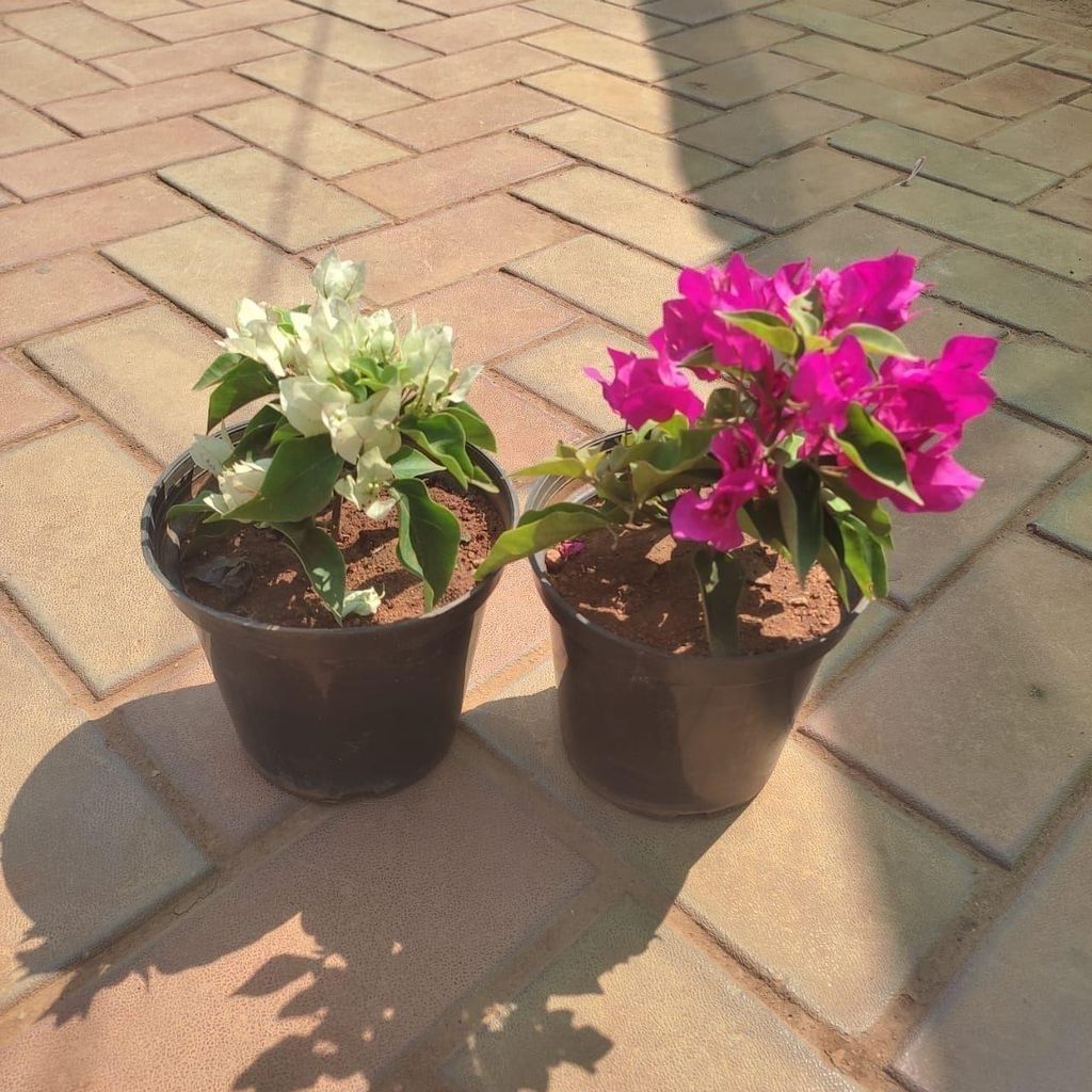 Buy Set of 2 - Bougainvillea (Any Colour) in 5 Inch Plastic Pot Online | Urvann.com Set of 2 - Bougainvillea (Any Colour) in 5 Inch Nursery Pot