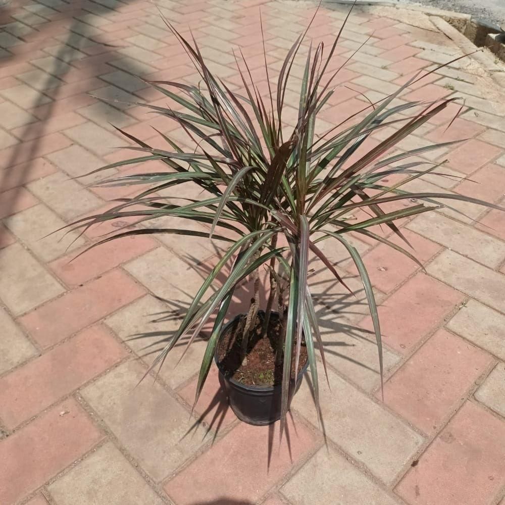 Dracaena Angustifolia in 5 Inch Nursery Pot