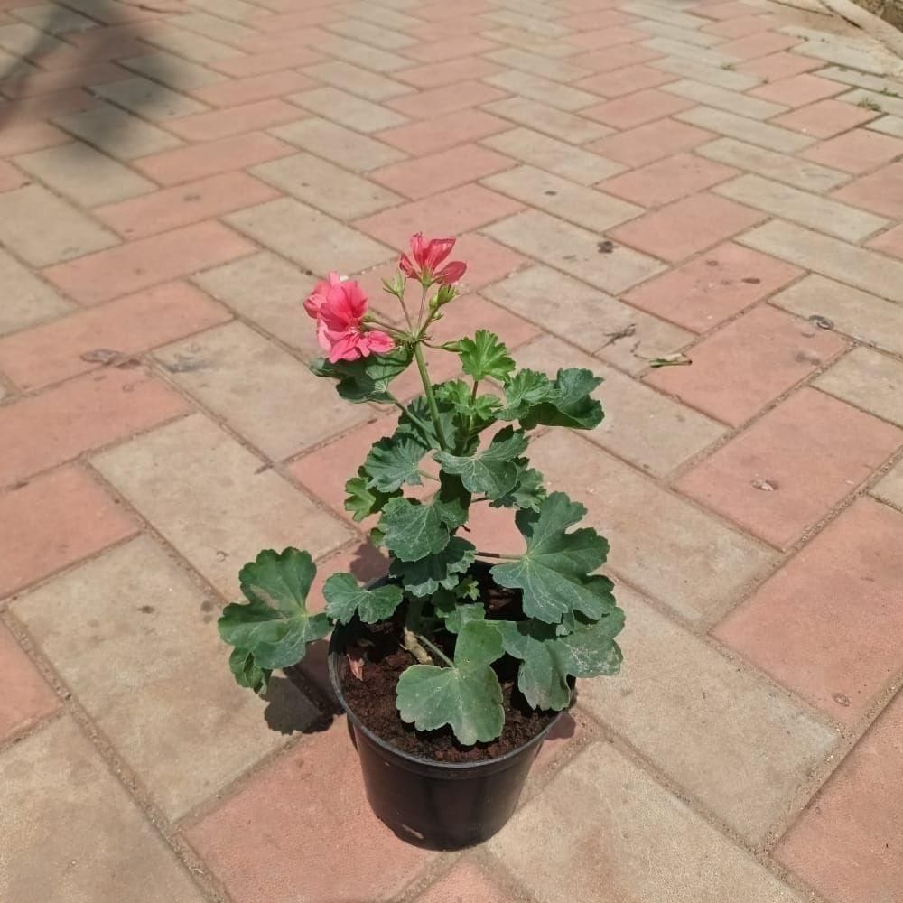 Garden Geranium (any colour) in 5 Inch Nursery Pot