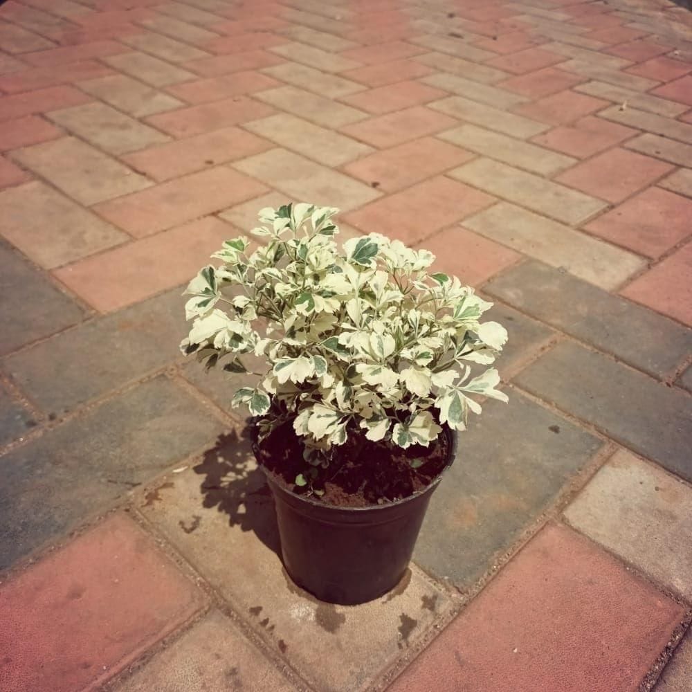 Aralia Golden in 5 Inch Nursery Pot (colour may vary) Aralia Golden in 5 Inch Nursery Pot (colour may vary)